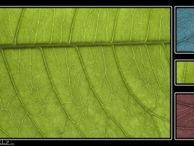 صور من ابداع اعضاء عمان فوتو