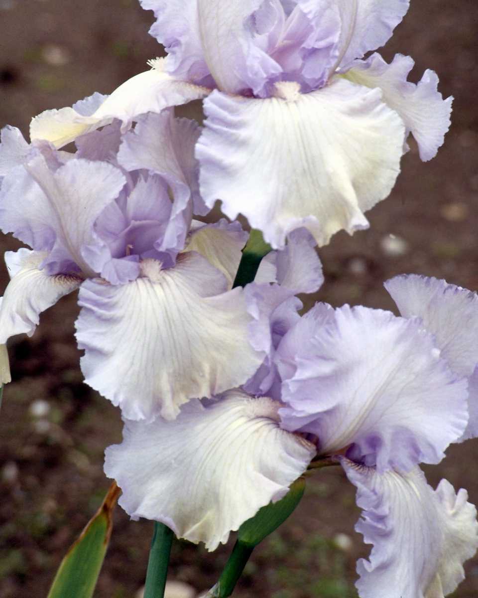 PTBL0070