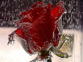 Rain