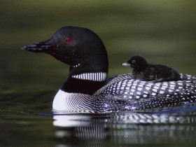 duck_1_