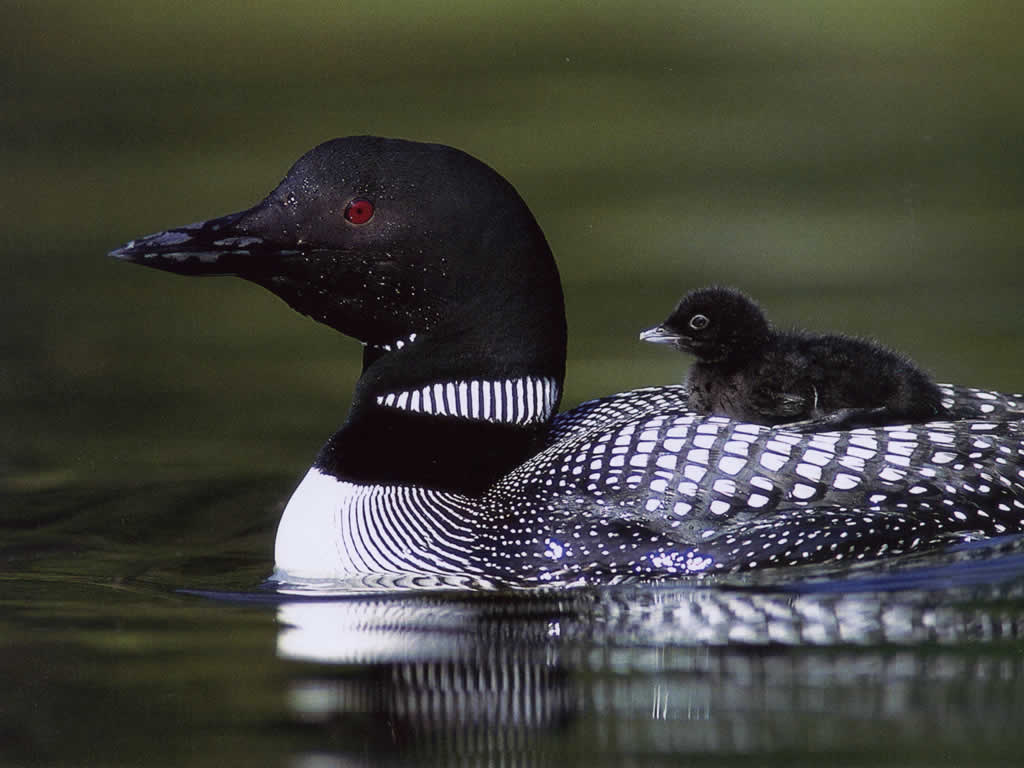 duck_1_