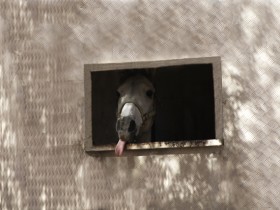 صور من ابداع اعضاء عمان فوتو