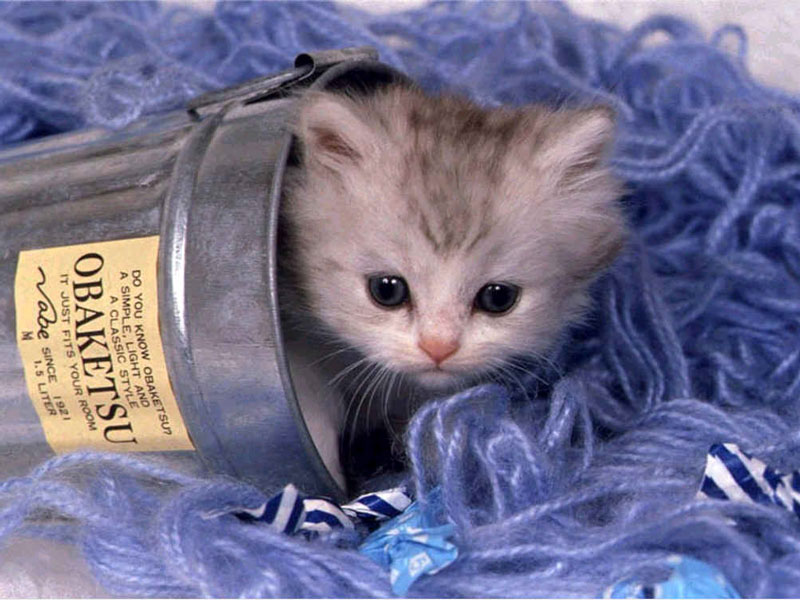 cats