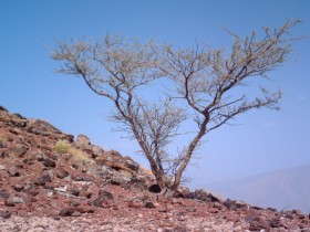 صور من ابداع اعضاء عمان فوتو