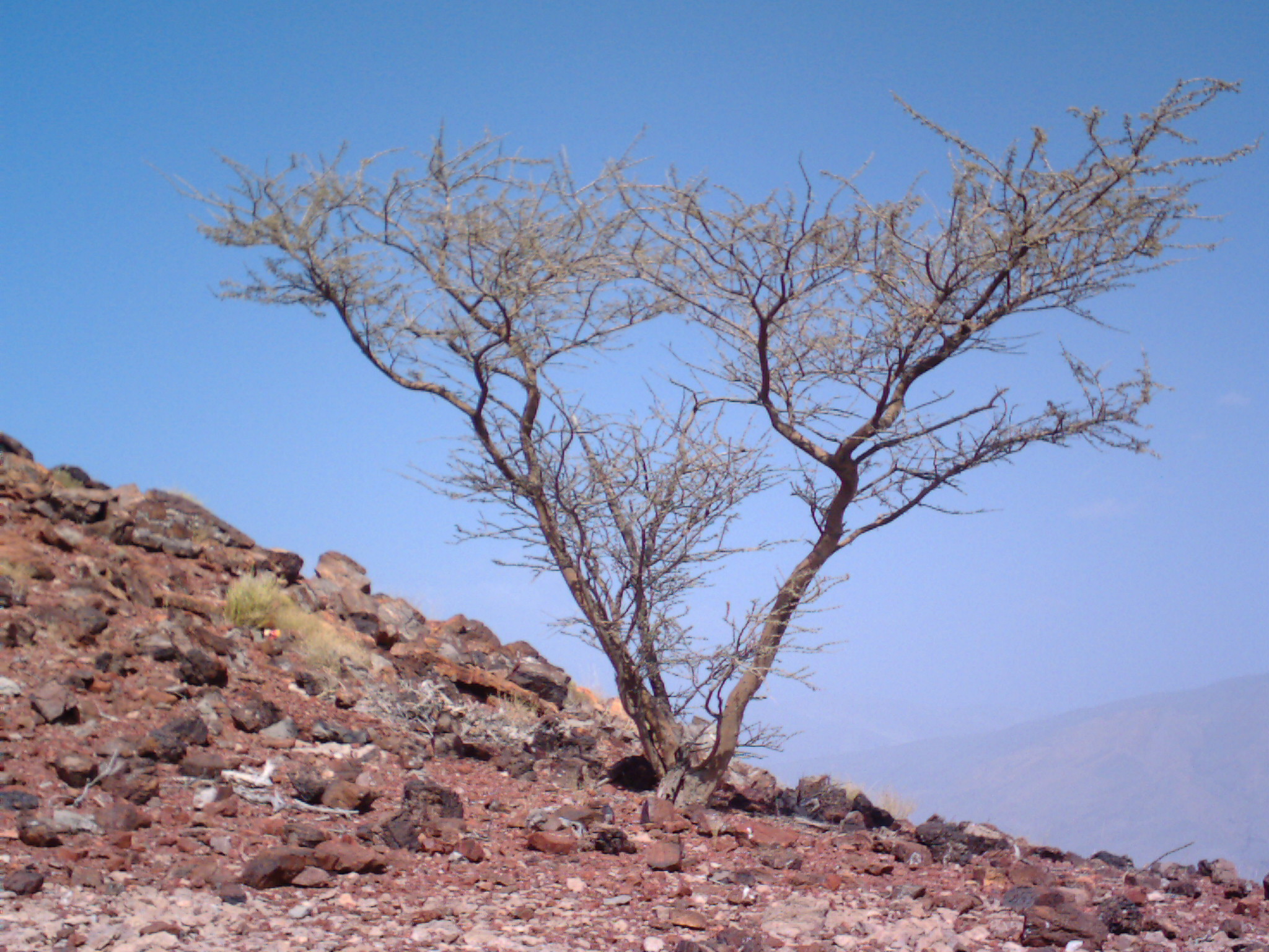 صور من ابداع اعضاء عمان فوتو