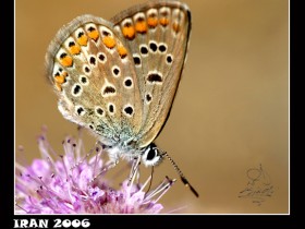 صور من ابداع اعضاء عمان فوتو