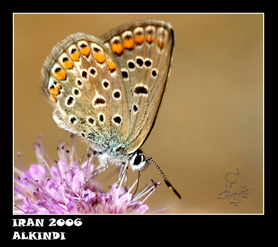 صور من ابداع اعضاء عمان فوتو