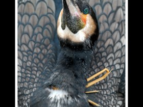 صور من ابداع اعضاء عمان فوتو