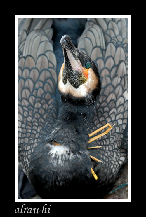 صور من ابداع اعضاء عمان فوتو