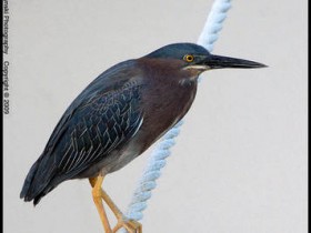 صور منوعة من الإنترنت