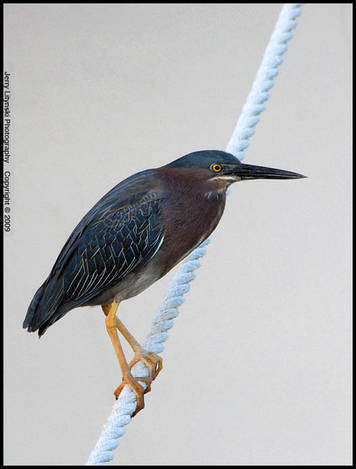 صور منوعة من الإنترنت