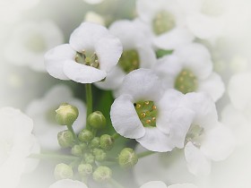صور منوعة من الإنترنت