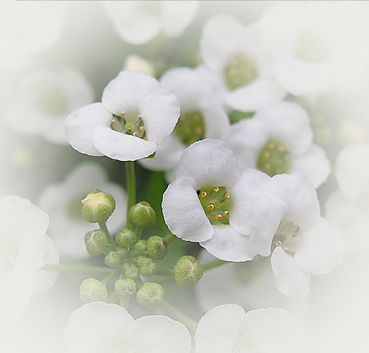 صور منوعة من الإنترنت