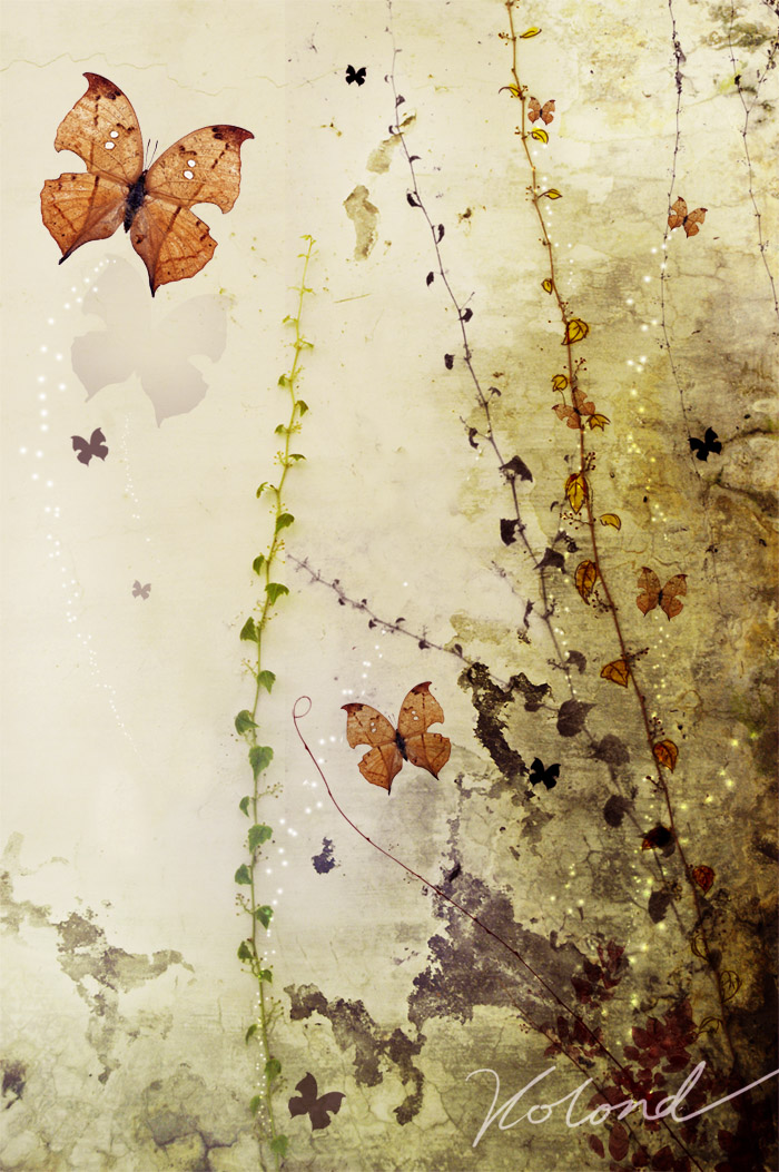 butterfly_by_volond