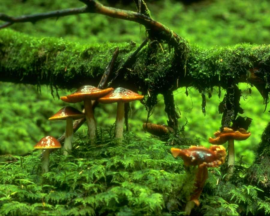 PTBL0263