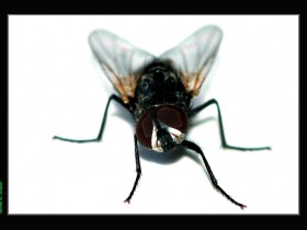 صور من ابداع اعضاء عمان فوتو