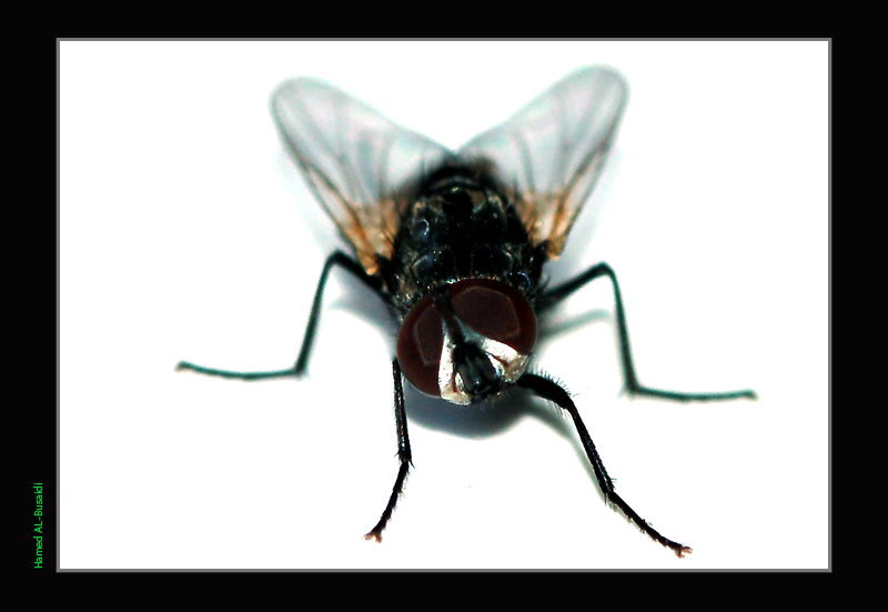 صور من ابداع اعضاء عمان فوتو