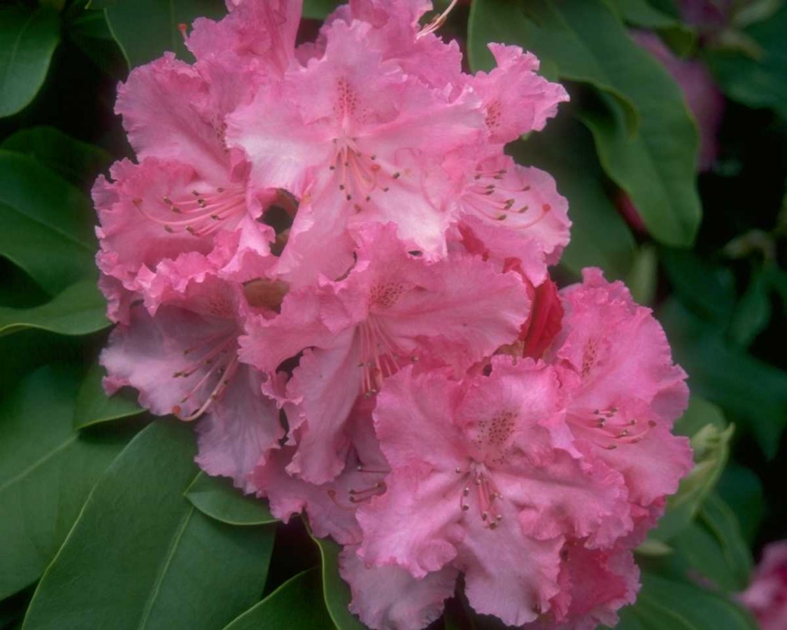 PTBL0153