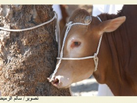 صور من ابداع اعضاء عمان فوتو