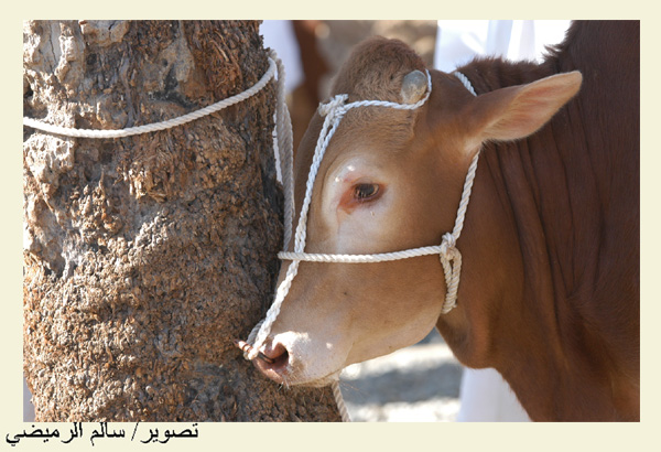صور من ابداع اعضاء عمان فوتو