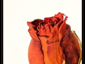 صور من ابداع اعضاء عمان فوتو