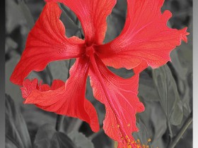 صور من ابداع اعضاء عمان فوتو