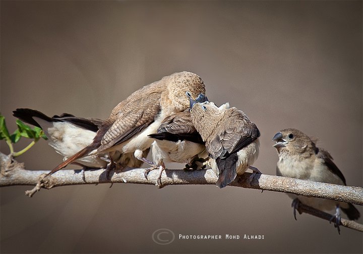 عصافير عمانية