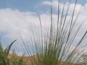 جماليات