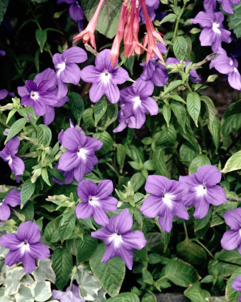 PTBL0022
