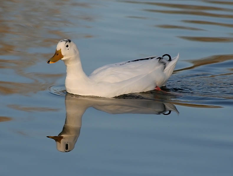 صور منوعة من الإنترنت