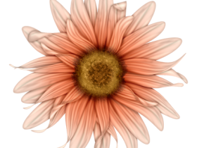 BVS_mypeachlove_flower03