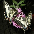 papillon 41