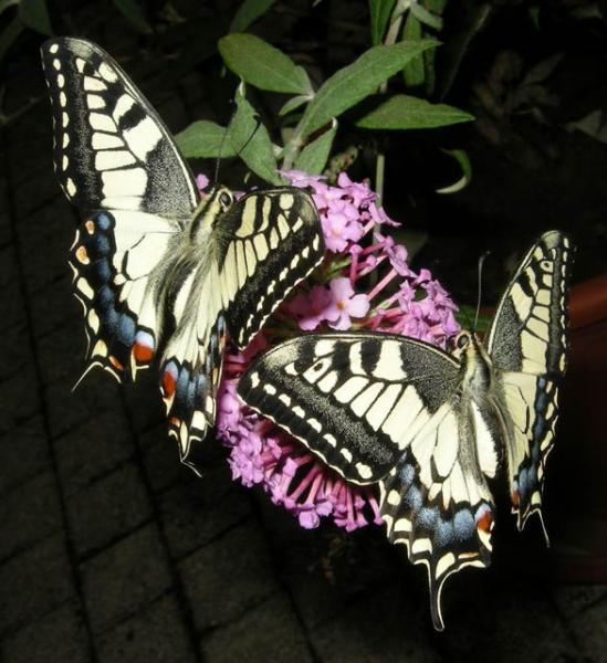 papillon 41
