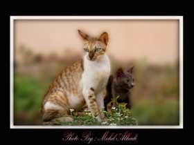 صور من ابداع اعضاء عمان فوتو