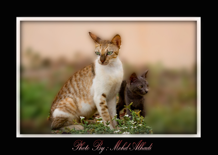 صور من ابداع اعضاء عمان فوتو