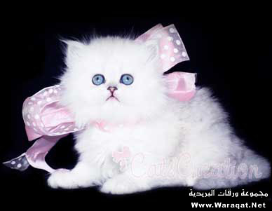 cat nice 8