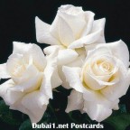 flower10