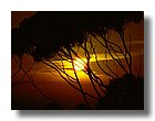 tnNature17-sooar_org