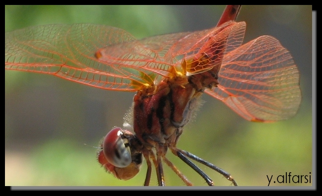صور من ابداع اعضاء عمان فوتو