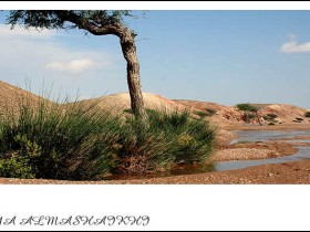 صور من ابداع اعضاء عمان فوتو
