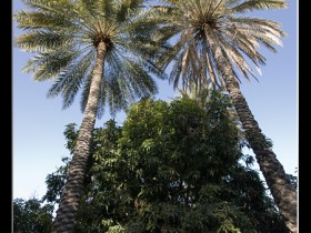 صور من ابداع اعضاء عمان فوتو