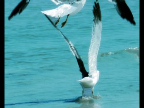 صور من ابداع اعضاء عمان فوتو