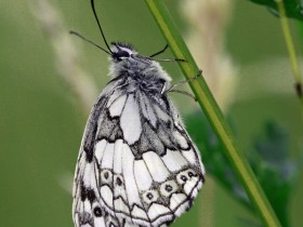 صور منوعة من الإنترنت