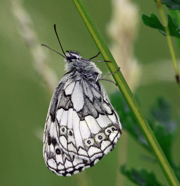 صور منوعة من الإنترنت