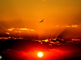 صور من ابداع اعضاء عمان فوتو