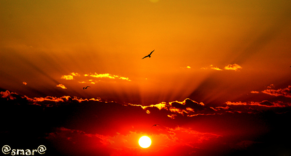 صور من ابداع اعضاء عمان فوتو