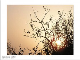 صور من ابداع اعضاء عمان فوتو