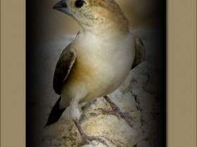 صور من ابداع اعضاء عمان فوتو