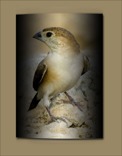 صور من ابداع اعضاء عمان فوتو