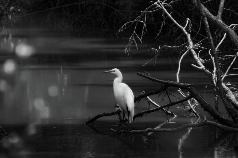 صور منوعة من الإنترنت